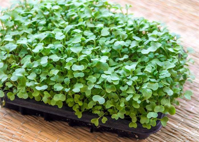 What is a Microgreen?